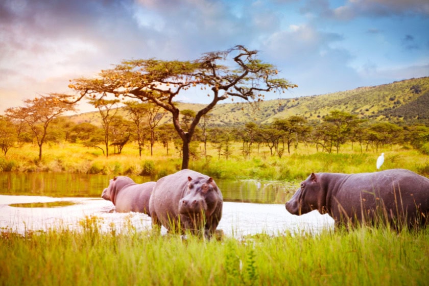 Wildlife in a wetland landscape