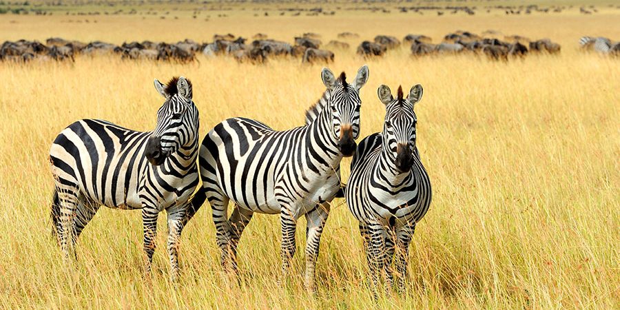 06 Days and 05 Nights in Johannesburg and Kruger National Park safari